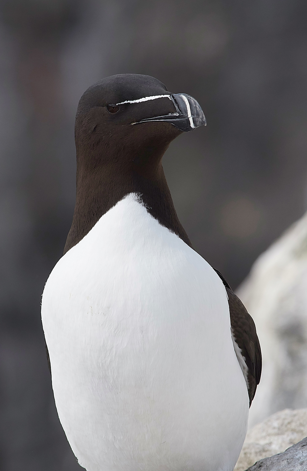 StapleIslandRazorbill130618-5