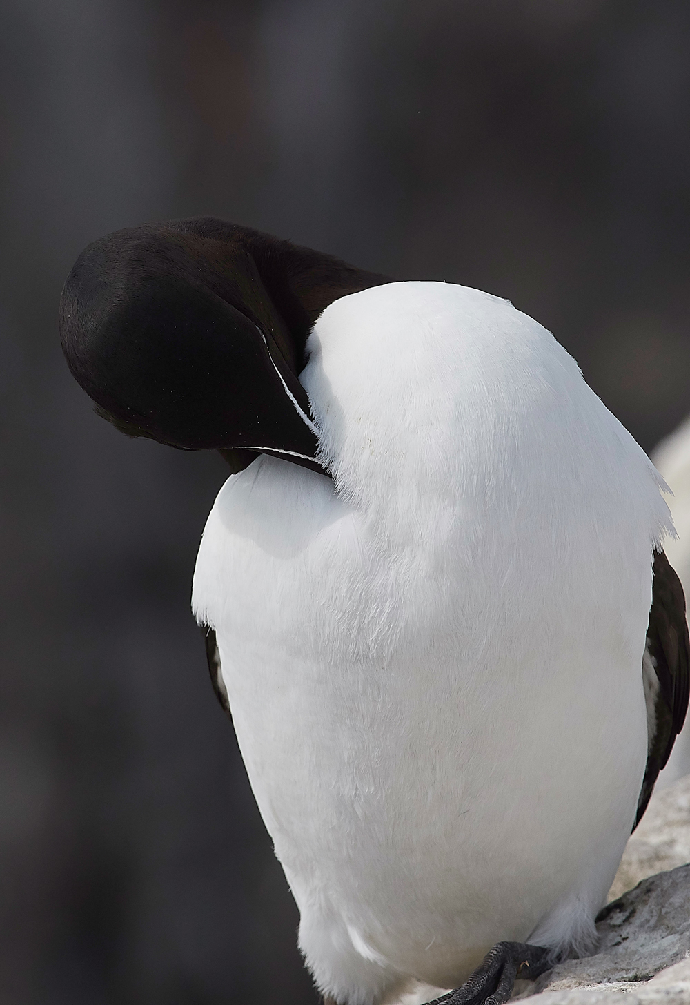 StapleIslandRazorbill130618-6
