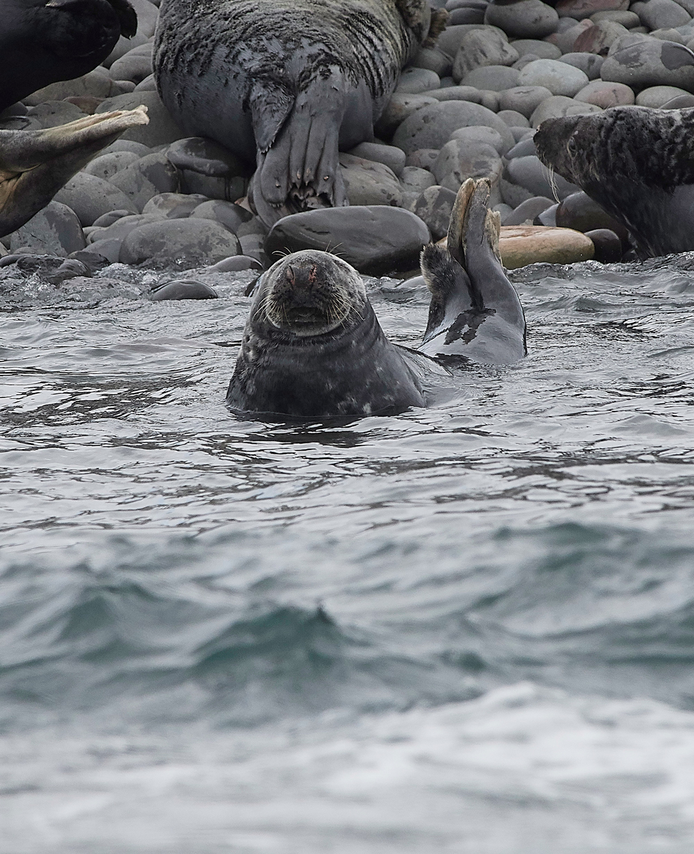 StapleIslandSeals130618-3