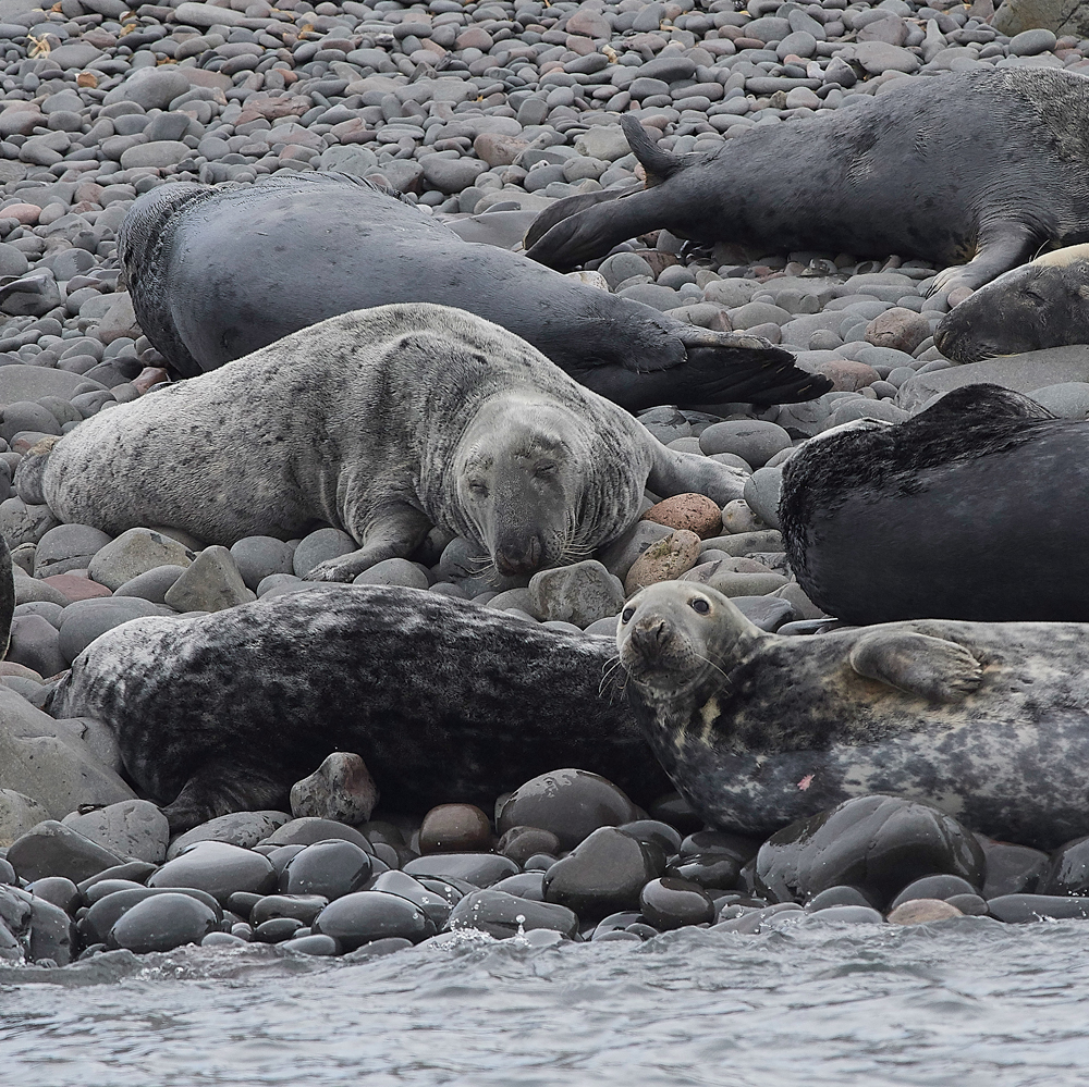 StapleIslandSeals130618-2