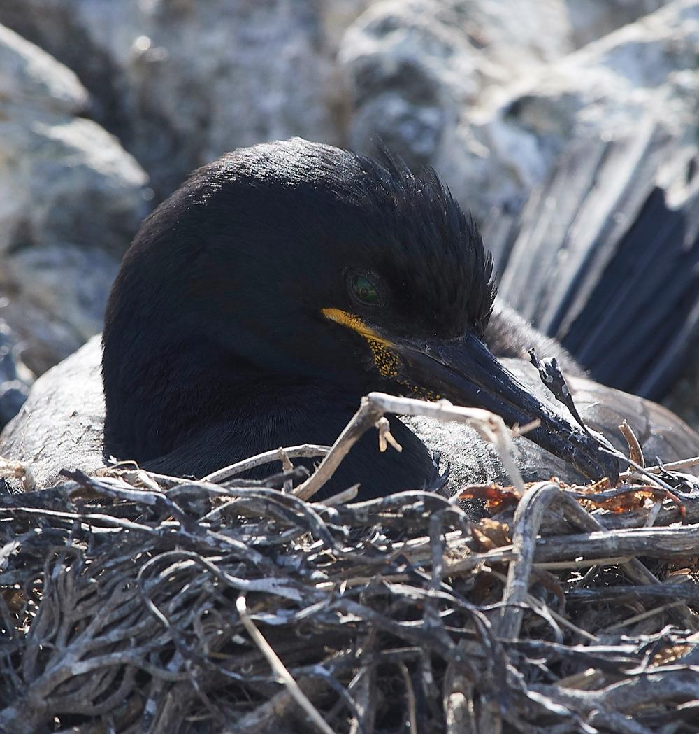StapleIslandShag130618-1