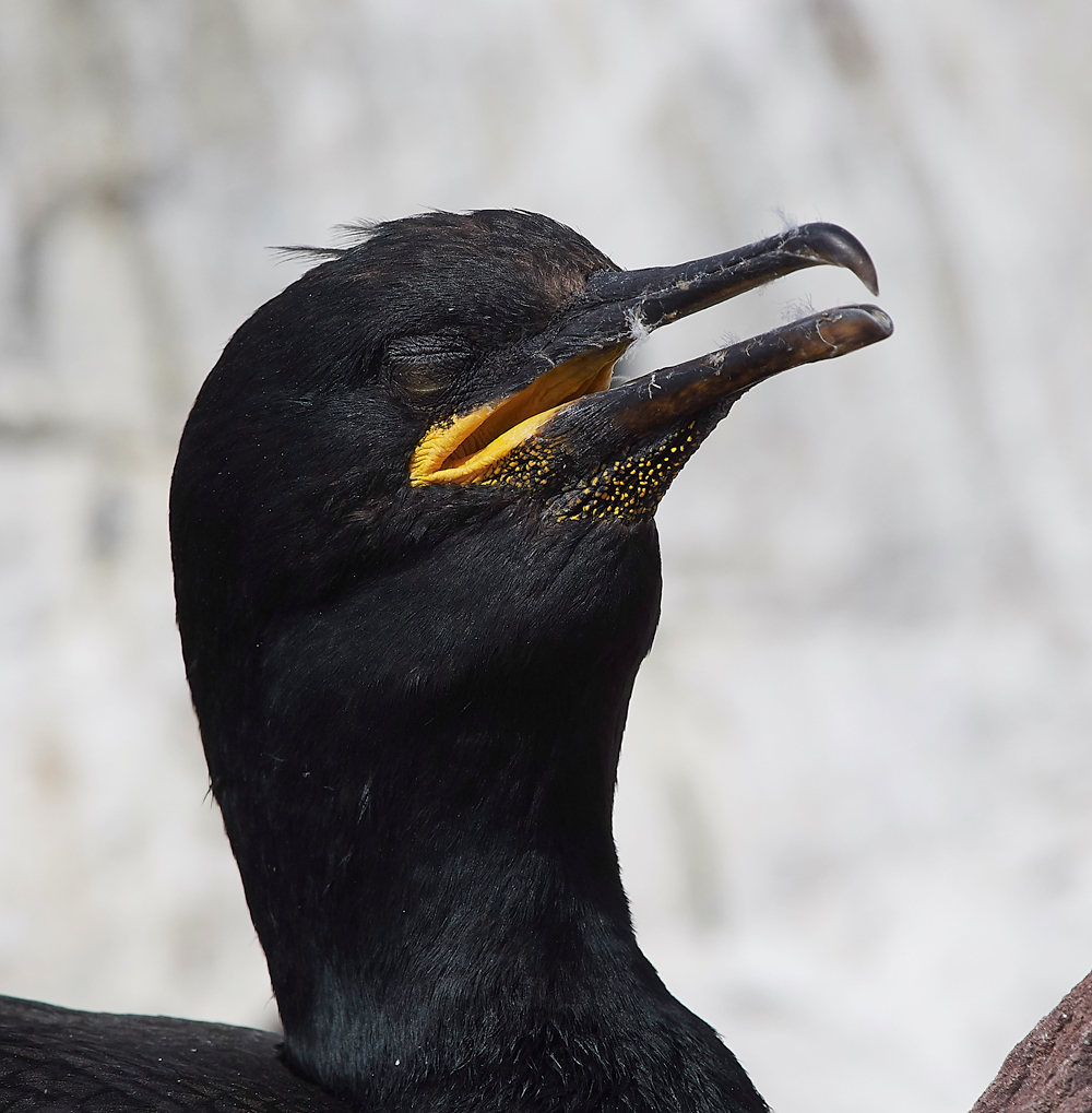 StapleIslandShag130618-10