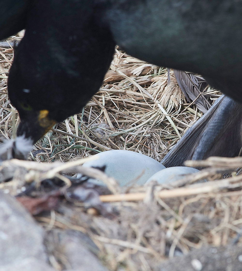 StapleIslandShag130618-11