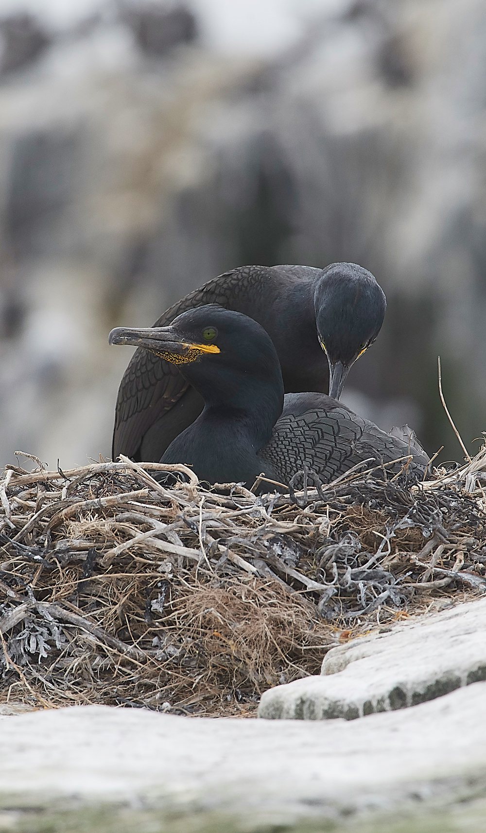 StapleIslandShag130618-14