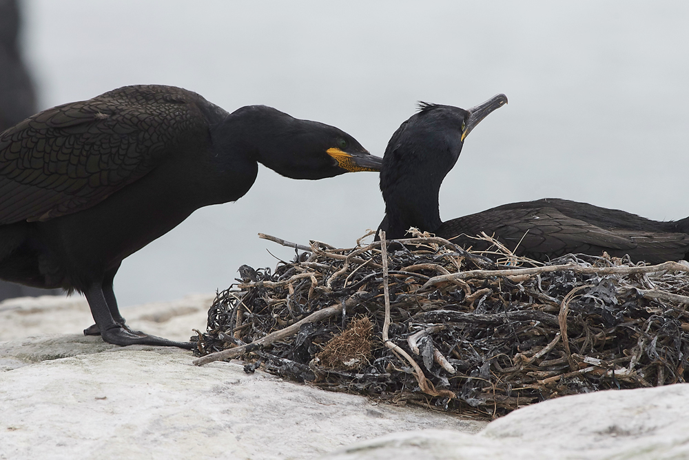 StapleIslandShag130618-15