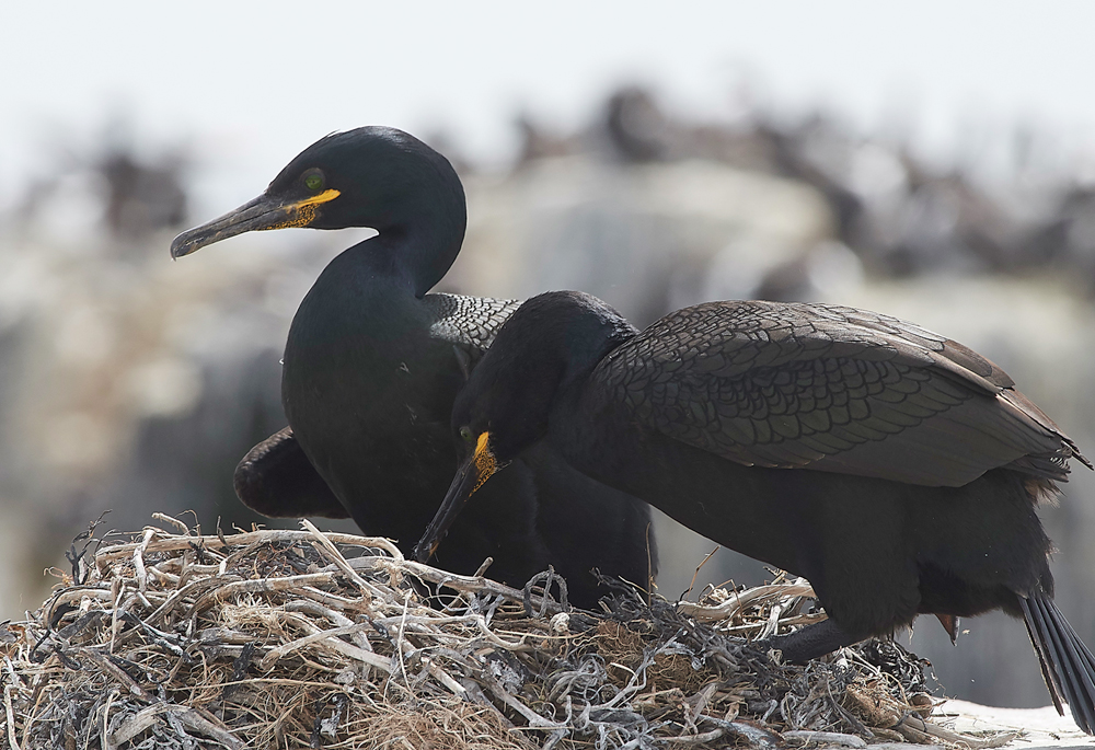 StapleIslandShag130618-16