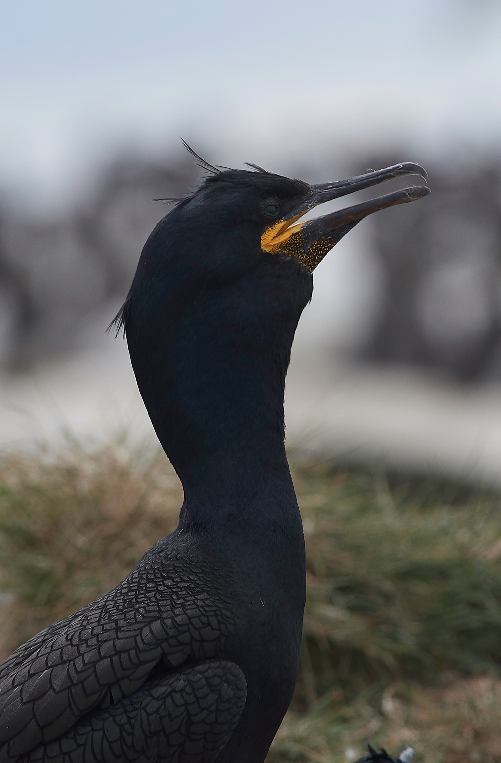 StapleIslandShag130618-17