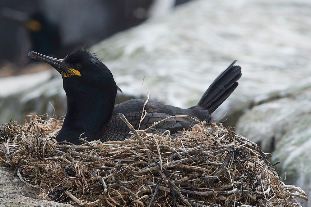 StapleIslandShag130618-18