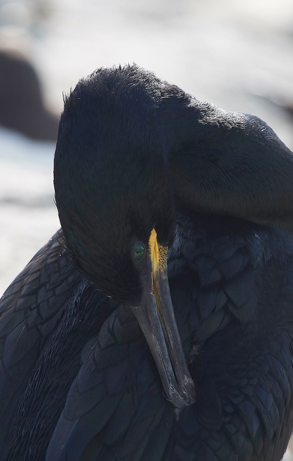 StapleIslandShag130618-2