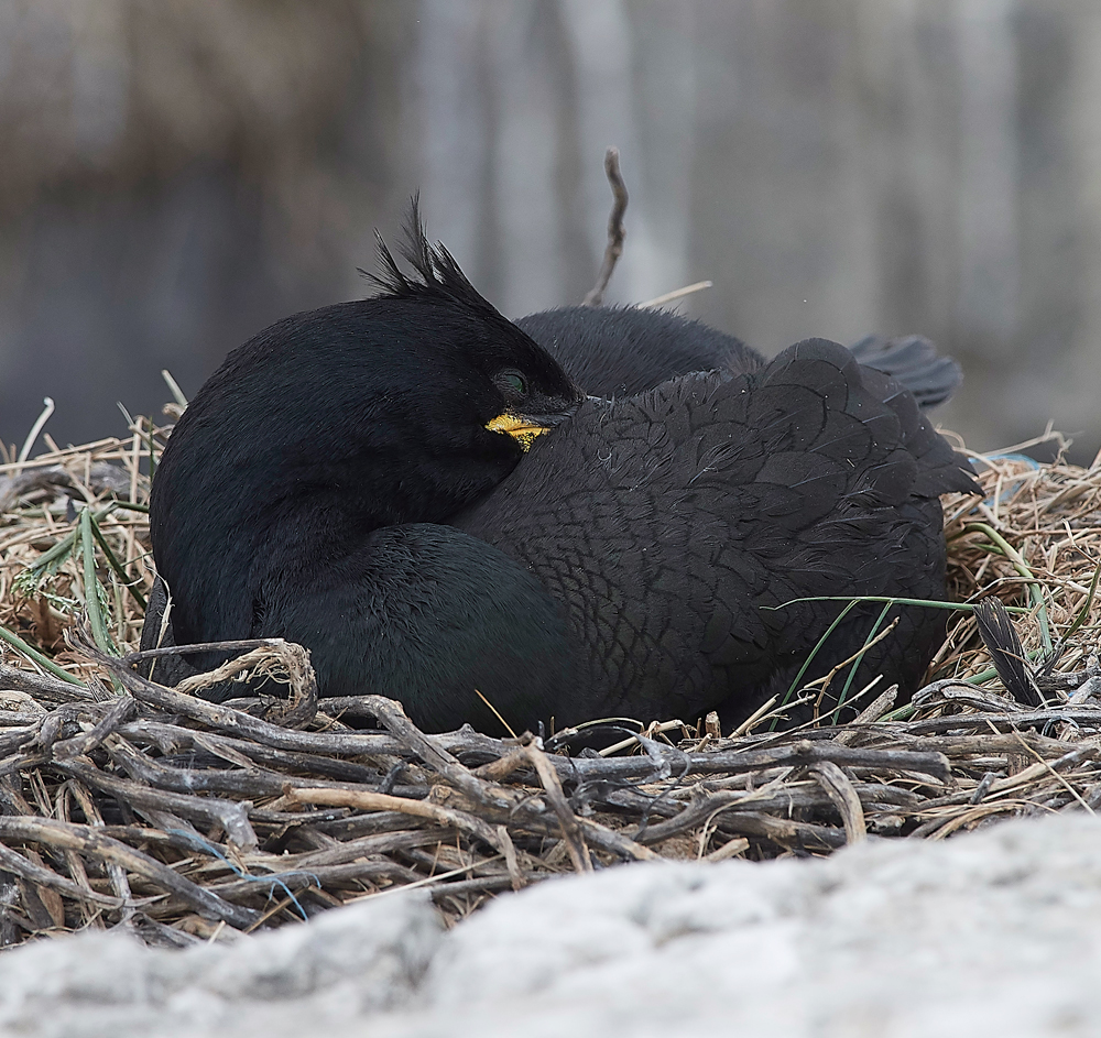 StapleIslandShag130618-20