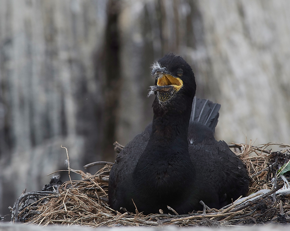 StapleIslandShag130618-21