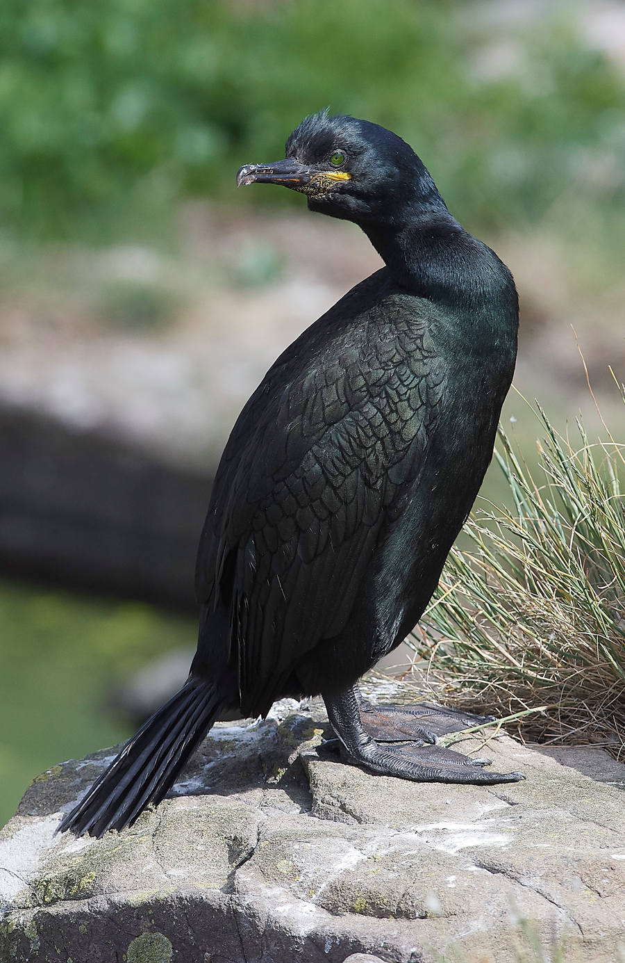 StapleIslandShag130618-4