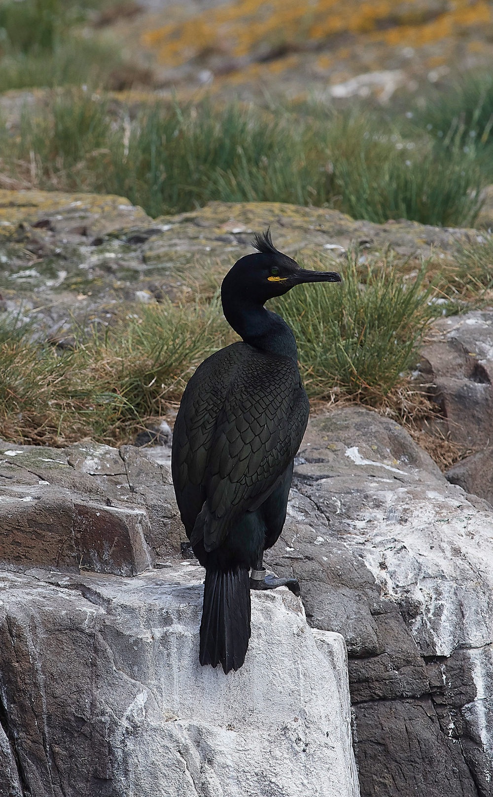StapleIslandShag130618-7