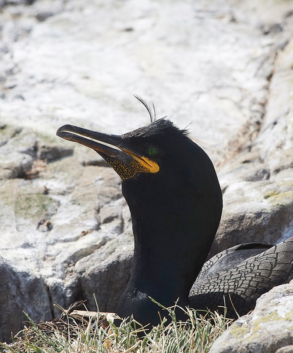 StapleIslandShag130618-8