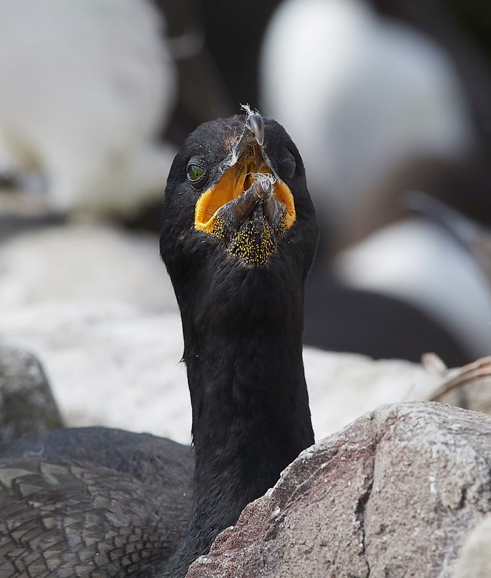 StapleIslandShag130618-9