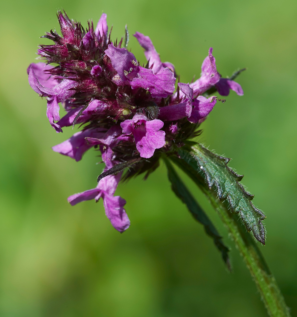 StCatherine&#39;sHillBetony210618-1