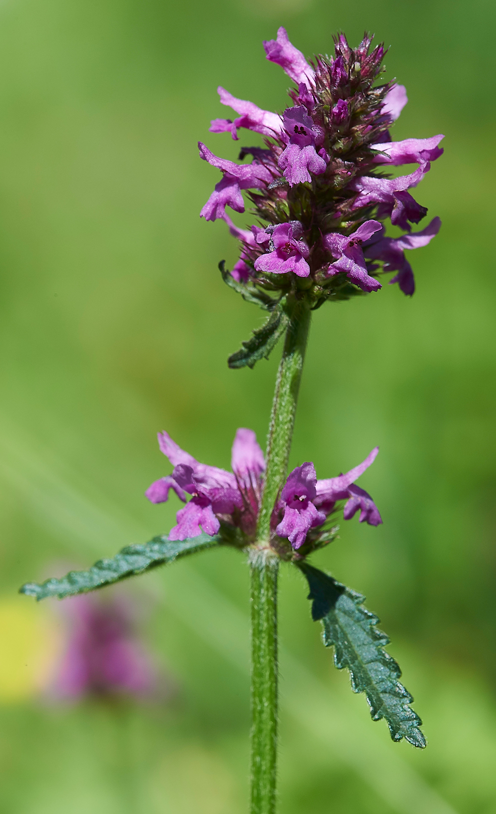 StCatherine&#39;sHillBetony210618-3