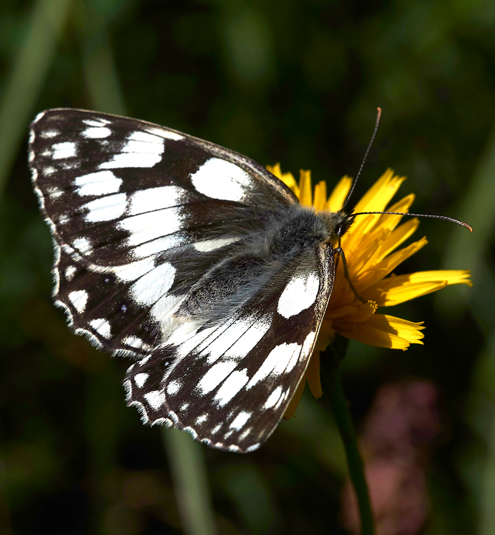 StCatherine&#39;sHillMarbledWhite210618-1