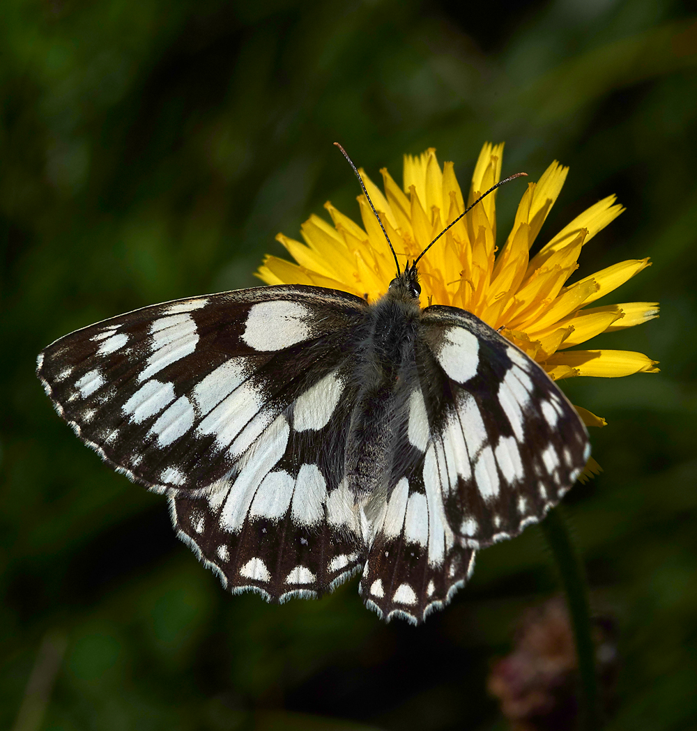 StCatherine&#39;sHillMarbledWhite210618-3