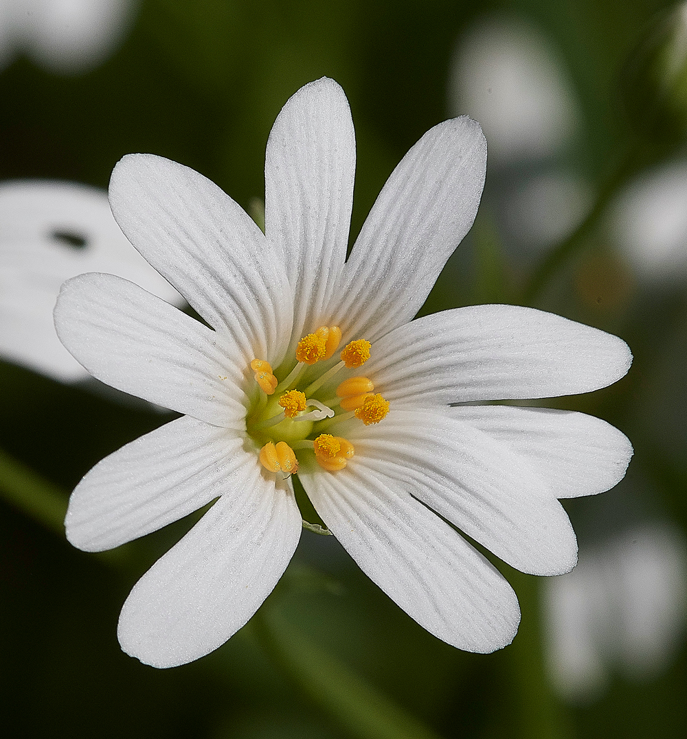 Stitchwort050518-1