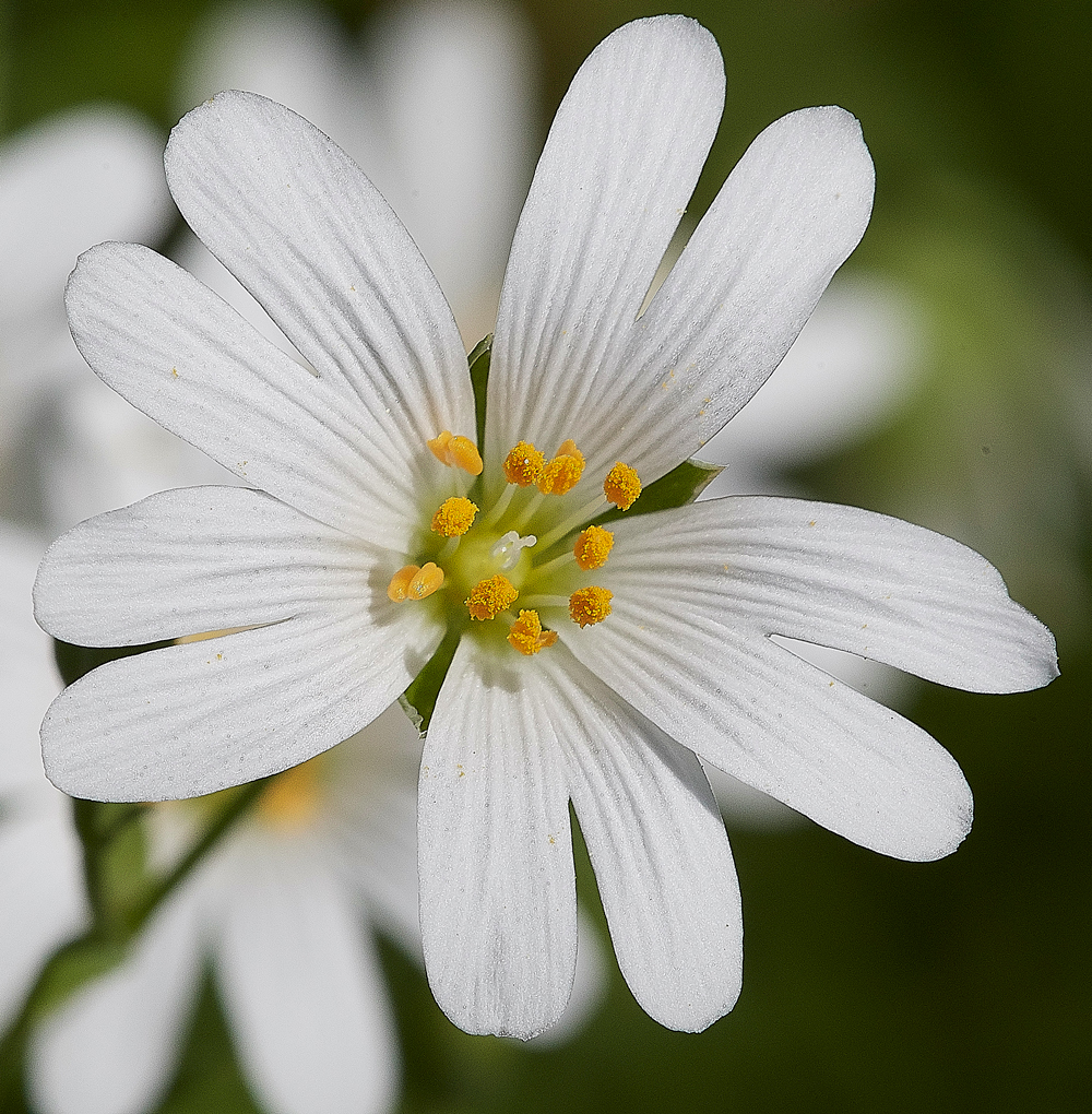 Stitchwort050518-2