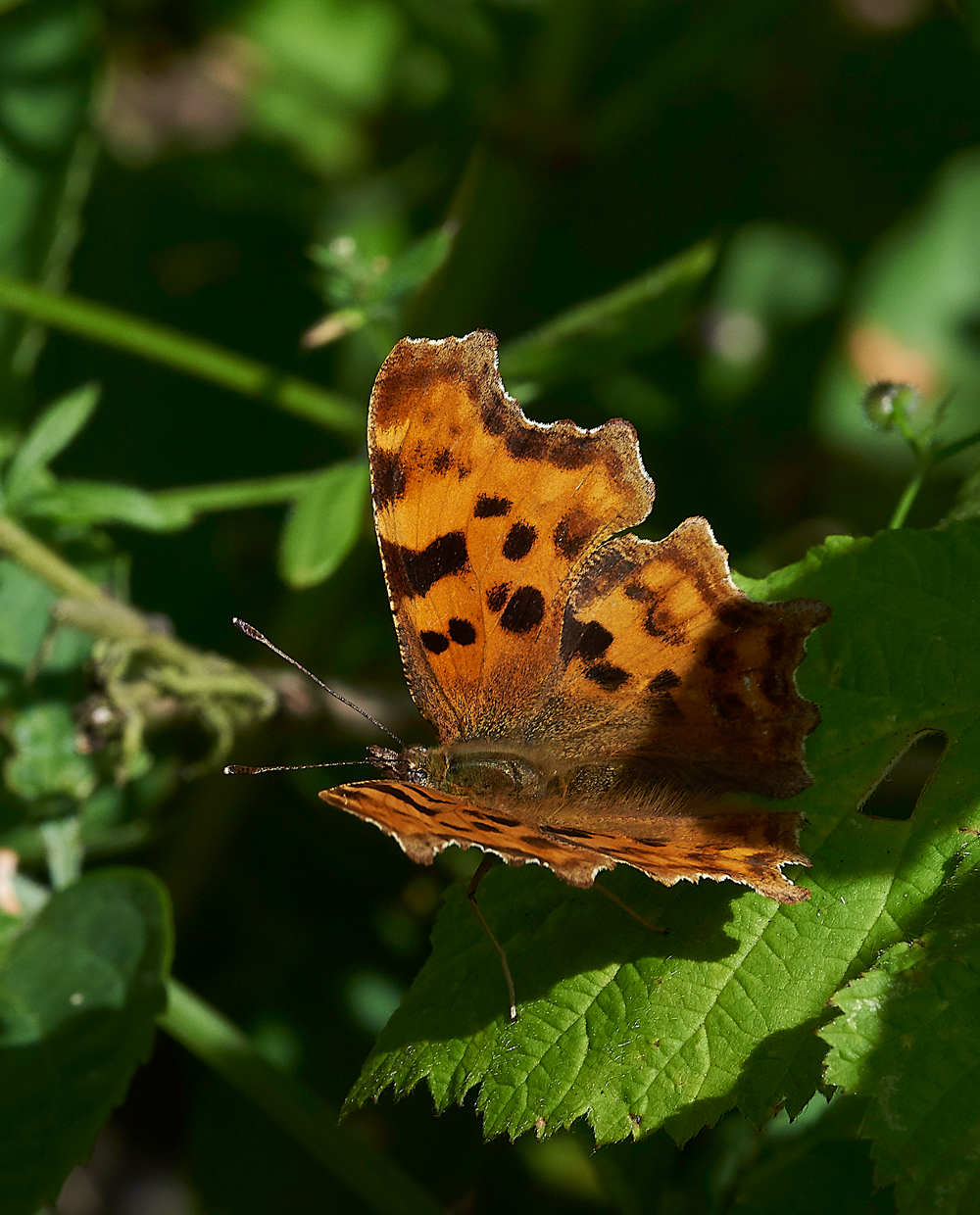 StonePitHeathComma040718-1
