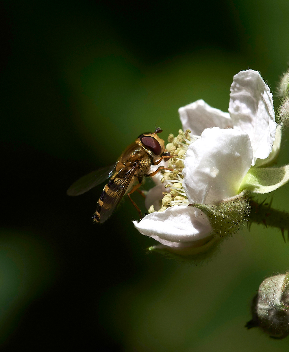 StonePitHeathHoverfly1040718-1