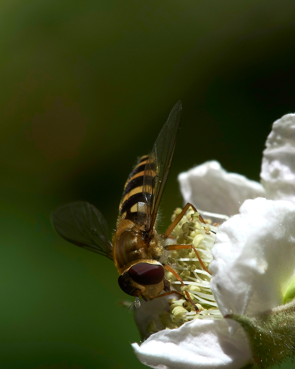 StonePitHeathHoverfly1040718-2