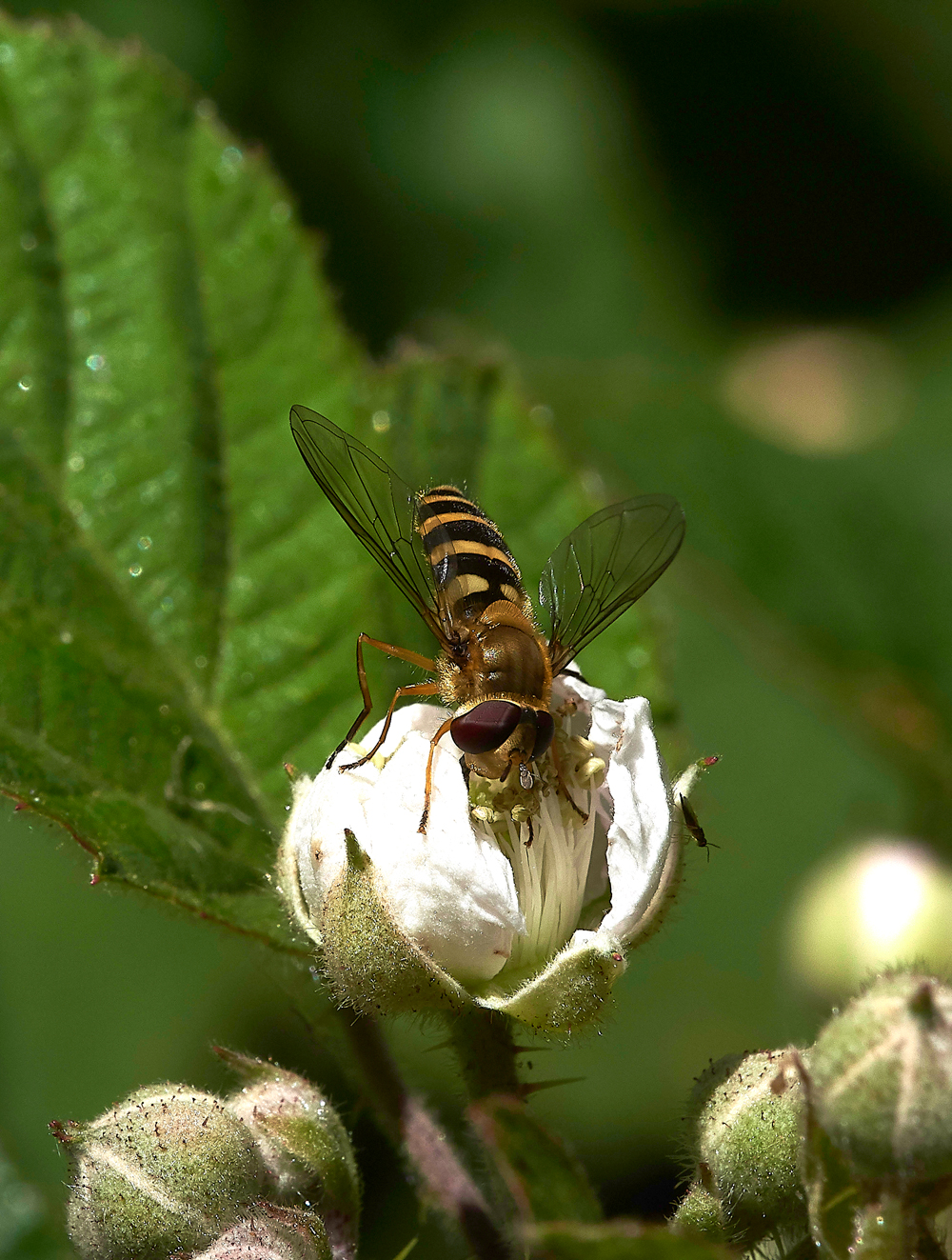 StonepitHeathHoverfly1040718-5