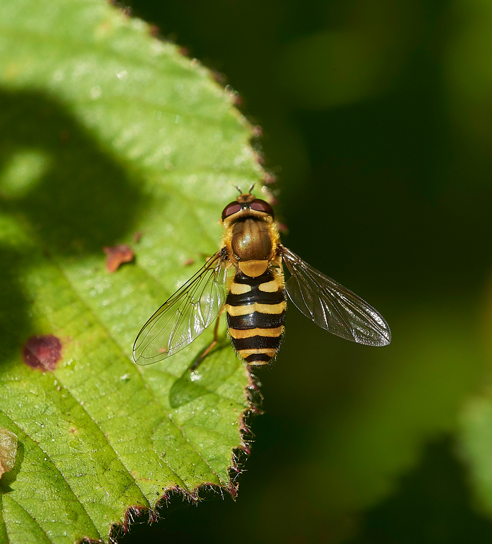 StonepitHeathHoverfly1040718-6