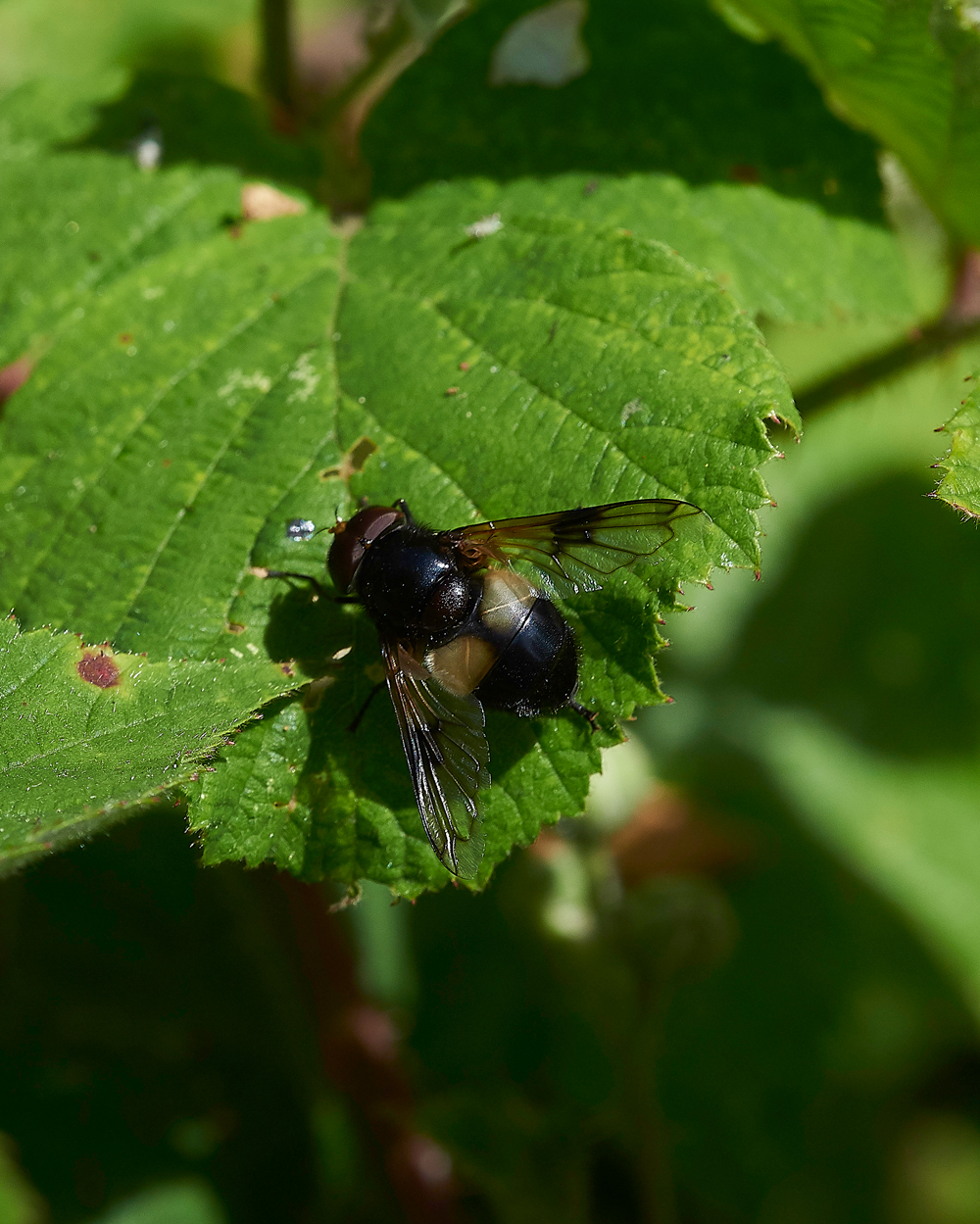 StonePitHeathHoverfly2040718-1