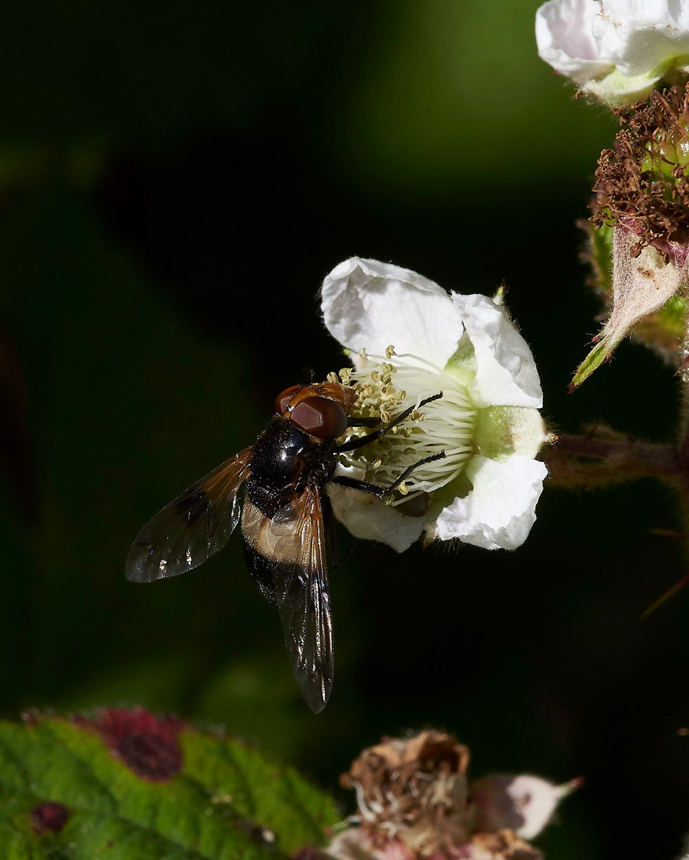 StonePitHeathHoverfly2040718-2