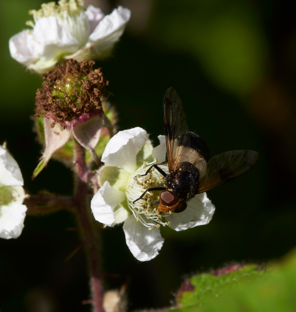 StonePitHeathHoverfly2040718-3