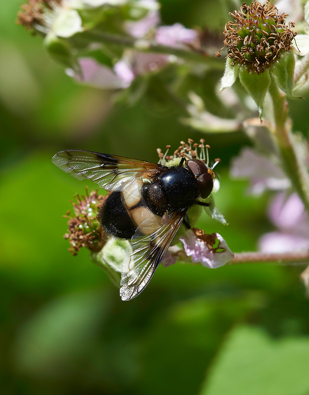 StonePitHeathHoverfly2040718-4