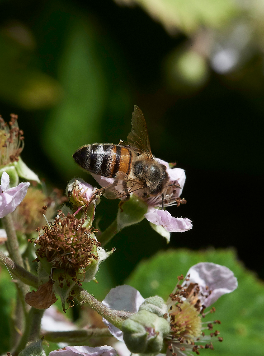 StonePitHeathHoverfly3040718-1
