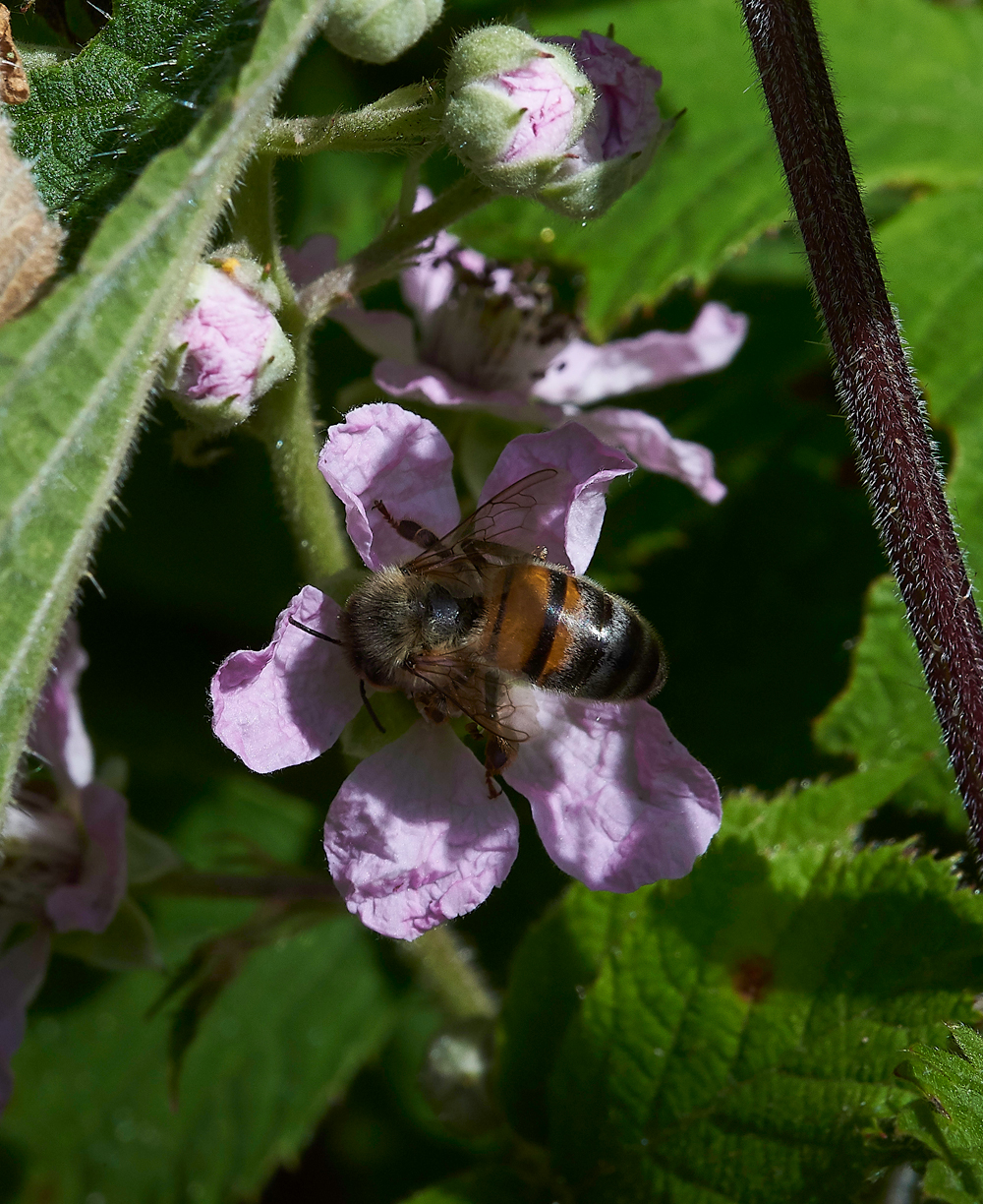 StonePitHeathHoverfly3040718-2