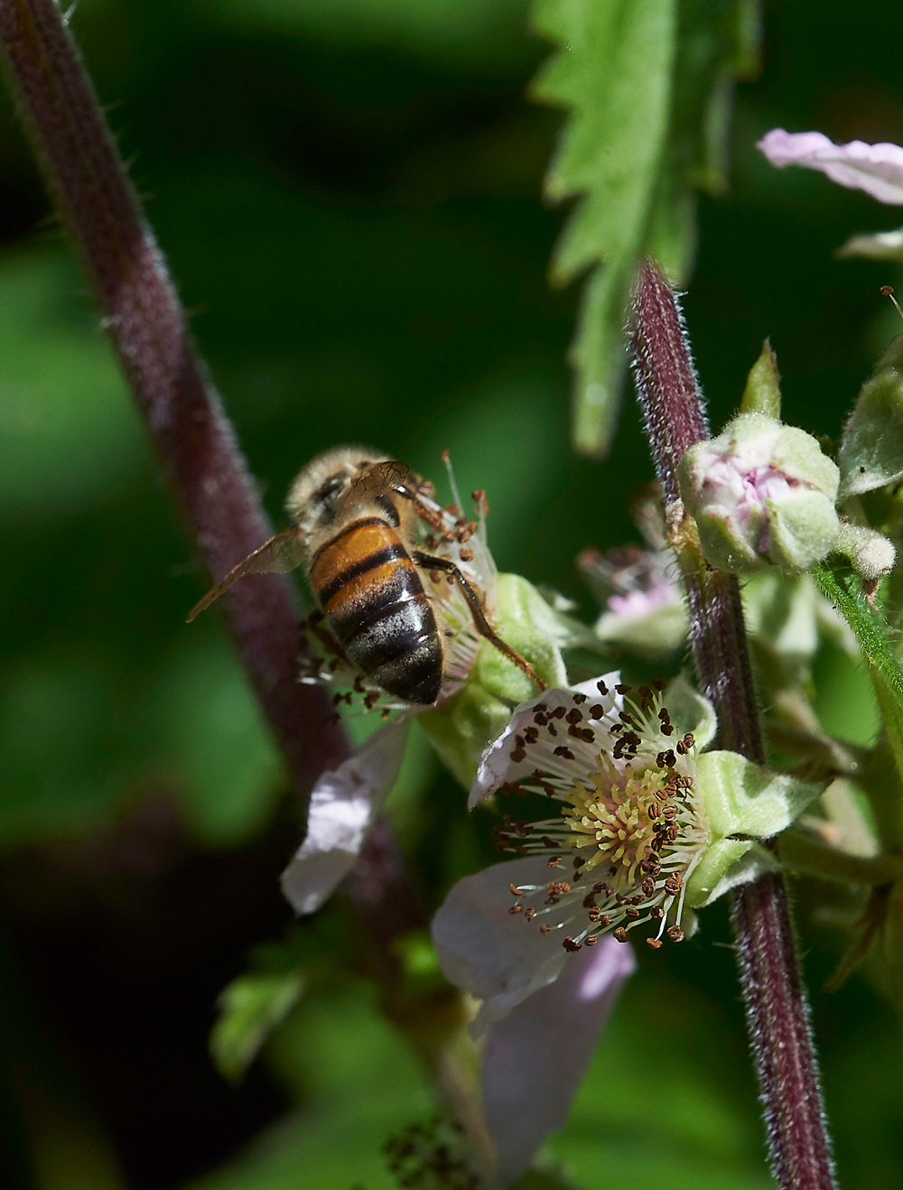 StonePitHeathHoverfly3040718-3