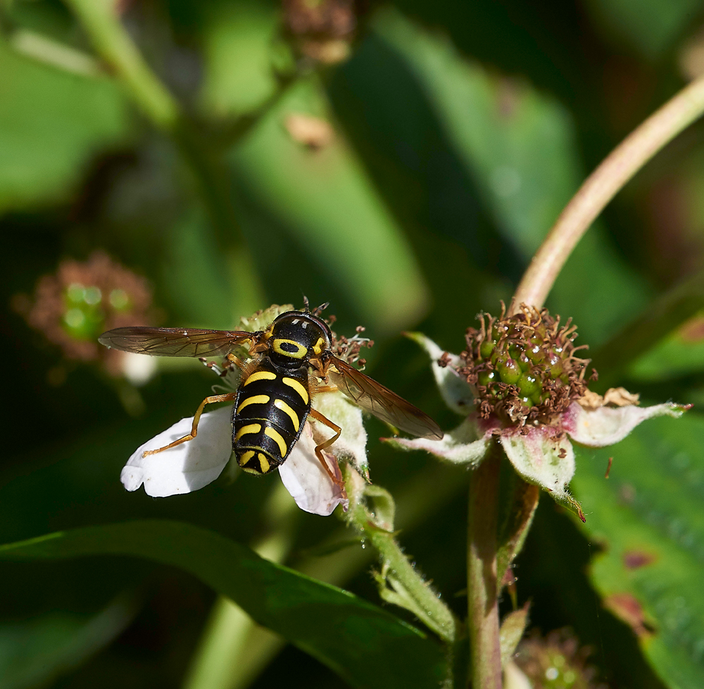 StonePitHeathHoverfly4040718-1