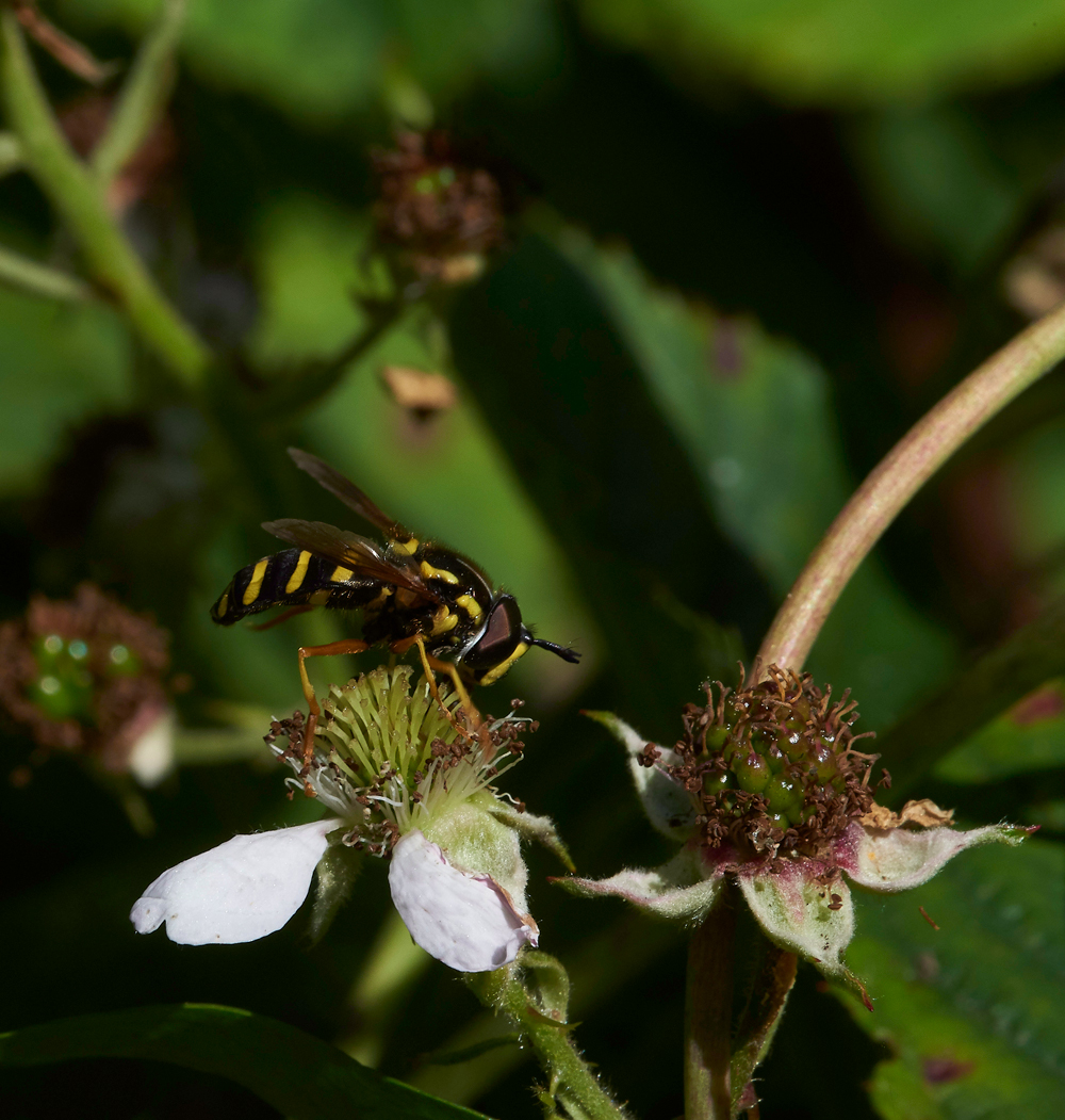 StonePitHeathHoverfly4040718-2