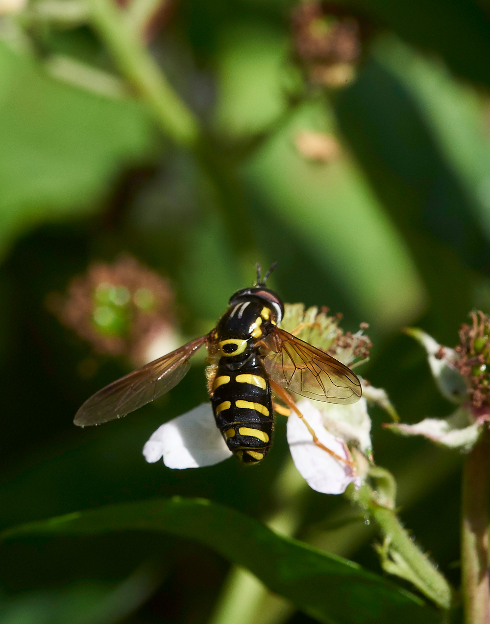StonePitHeathHoverfly4040718-3