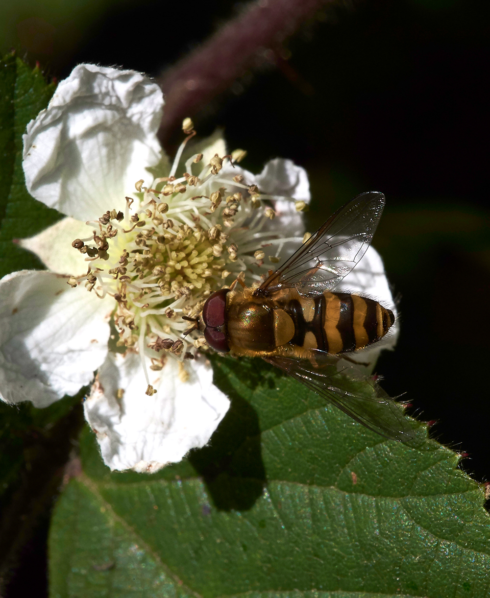StonePitHeathHoverfly7040718-1