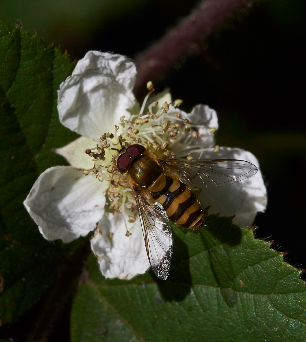StonePitHeathHoverfly7040718-2