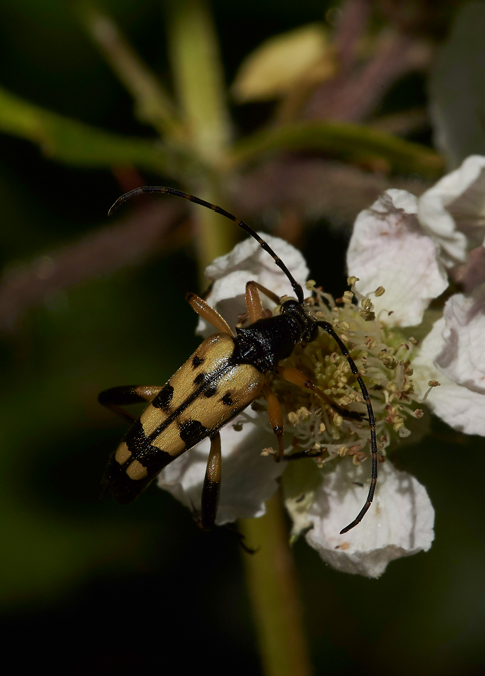 StonePitHeathLongHornBeetle040718-1