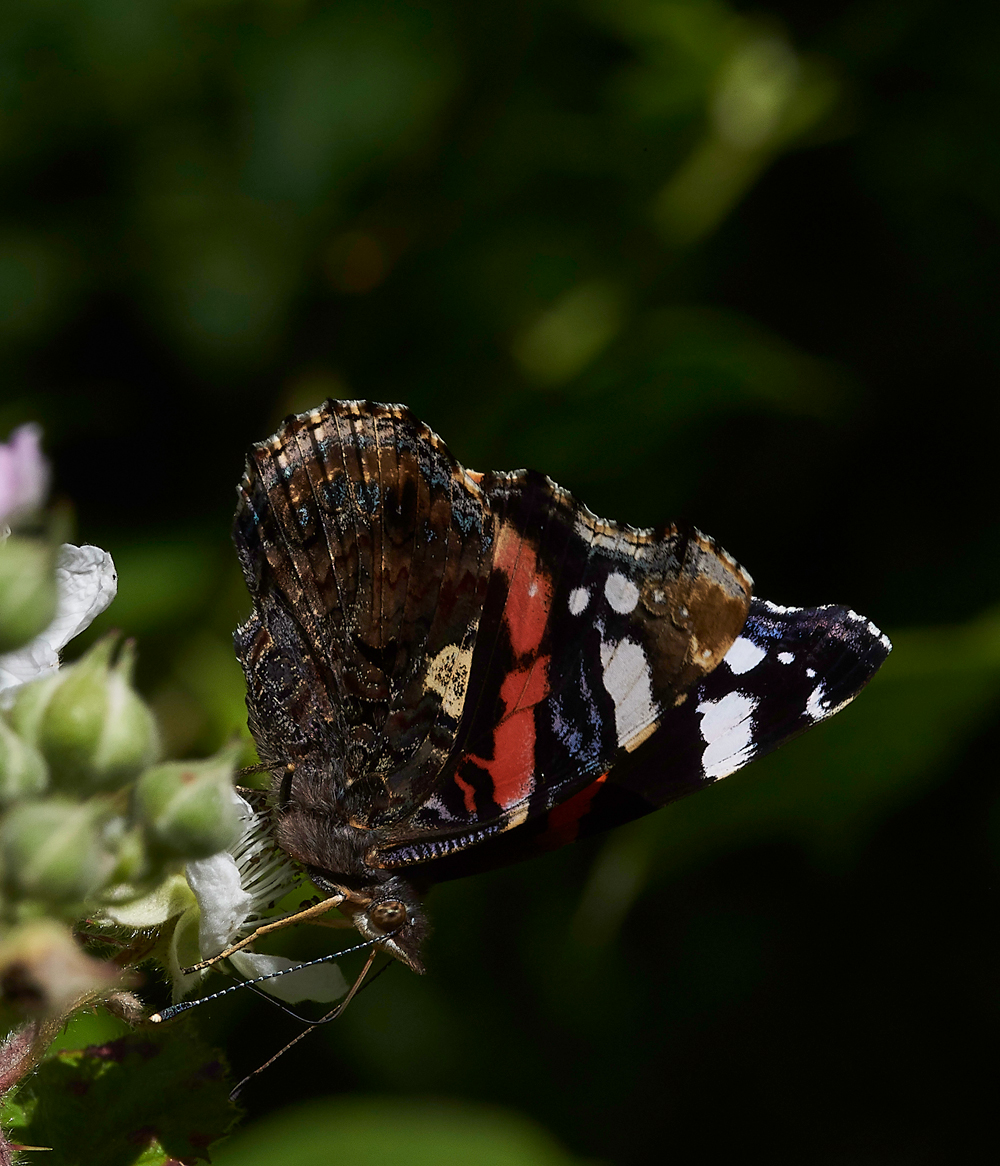 StonePitHeathRedAdmiral040718-1