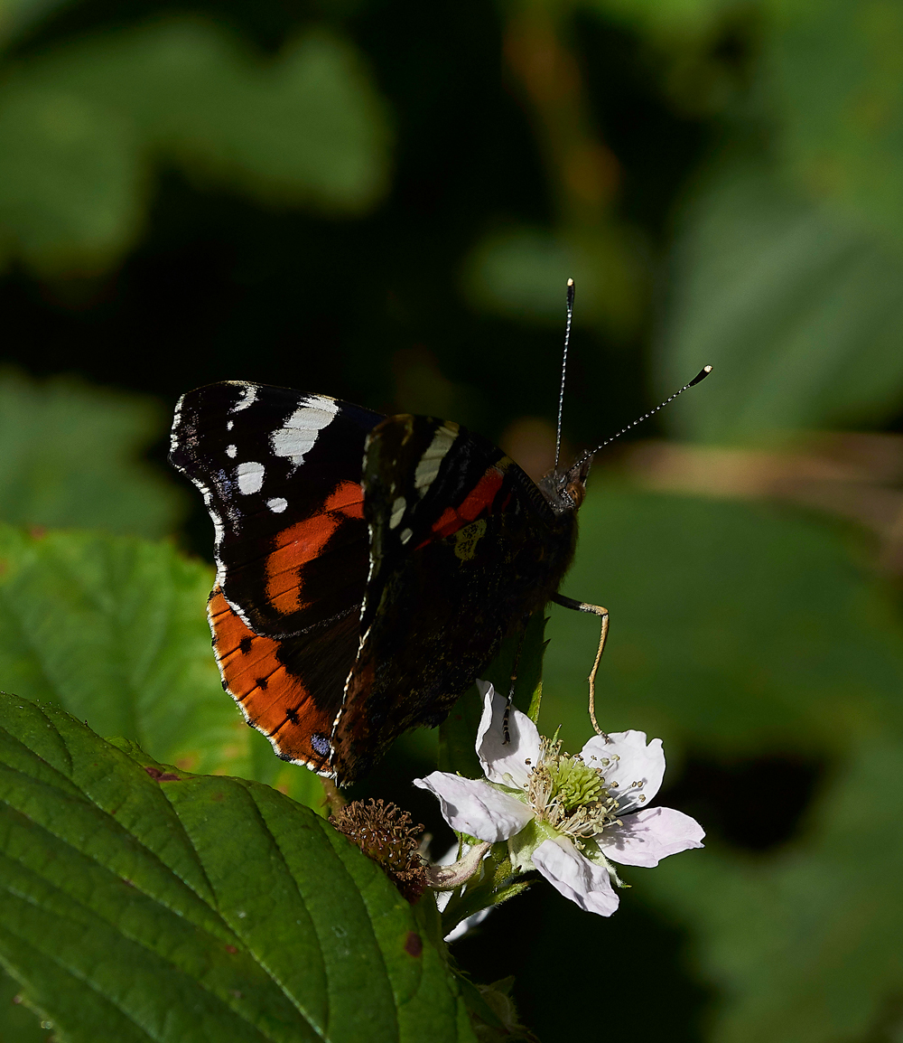 StonePitHeathRedAdmiral040718-2