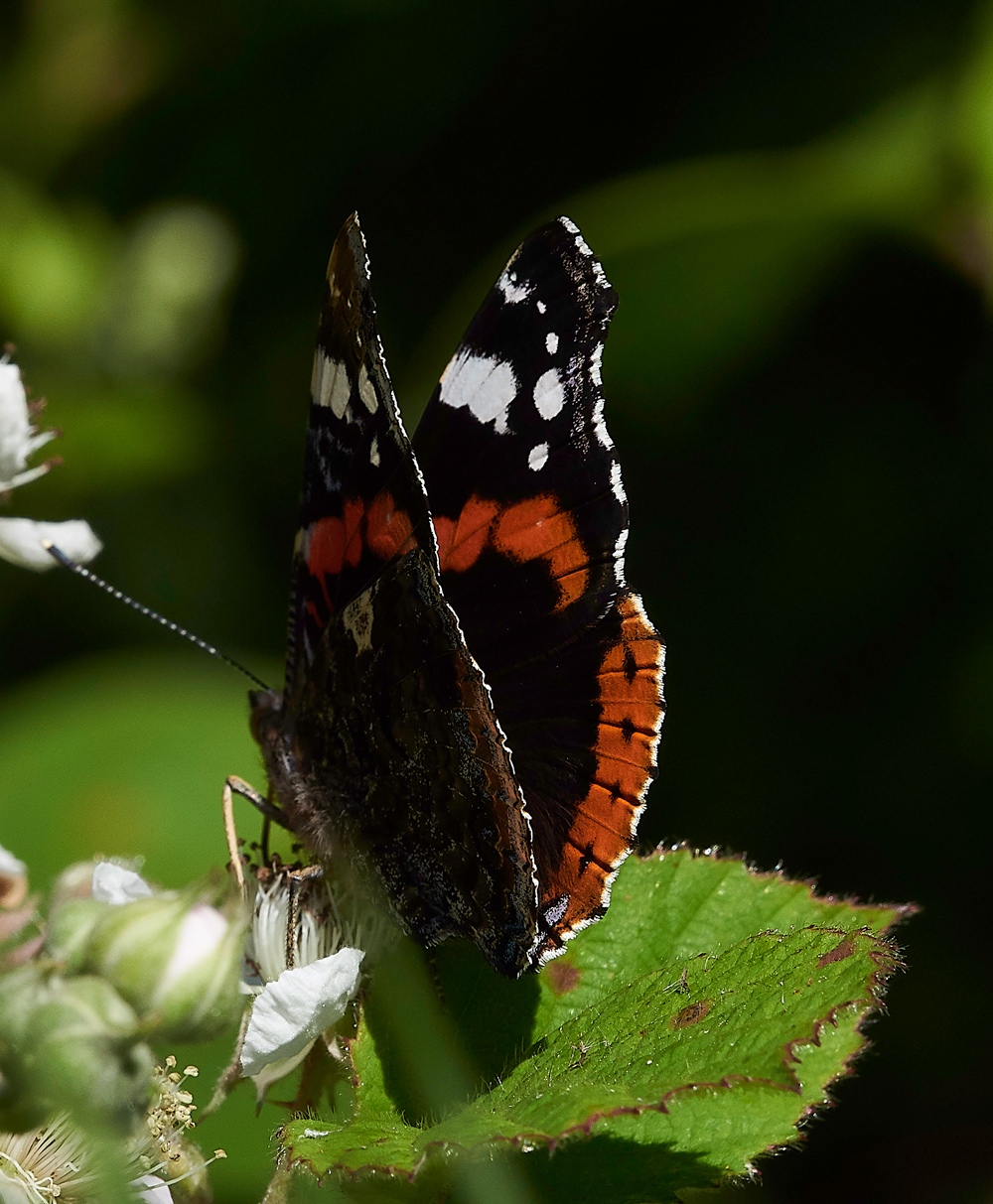 StonePitHeathRedAdmiral040718-3
