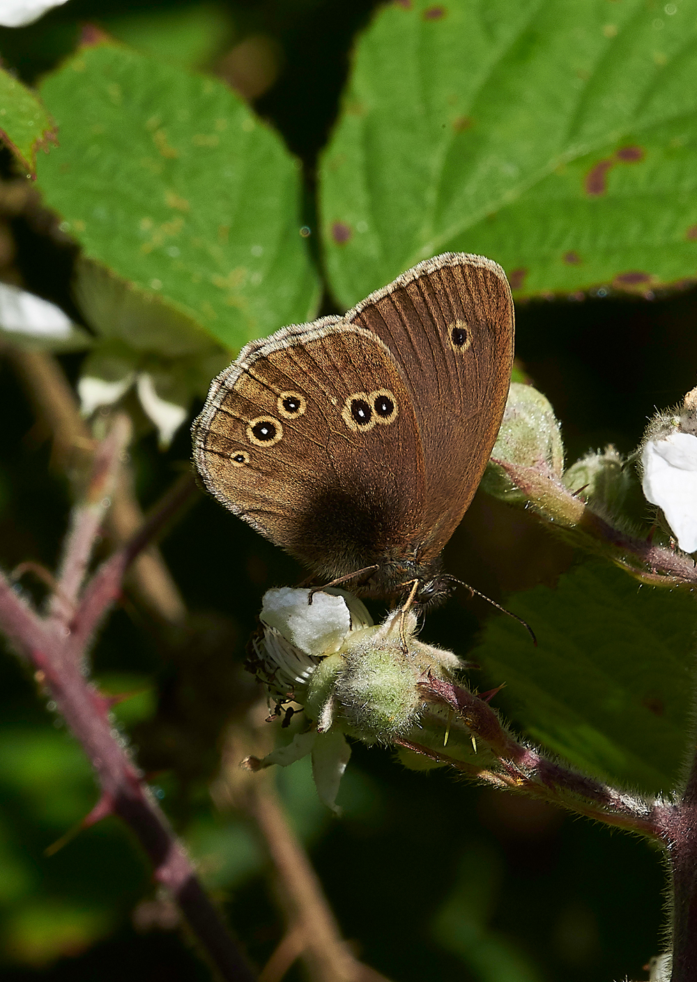 StonePitHeathRinglet040718-1