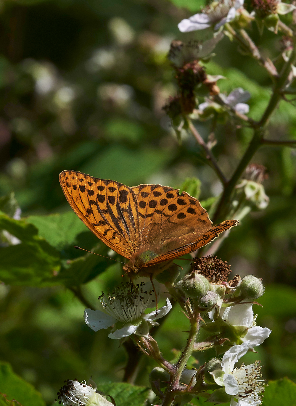 StonePitHeathSilverWashedFritillary040718-1