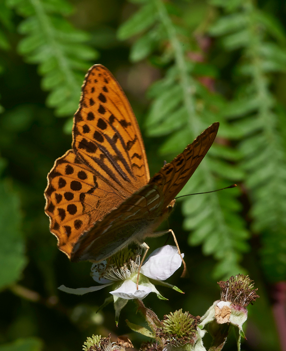 StonePitHeathSilverWashedFritillary040718-2