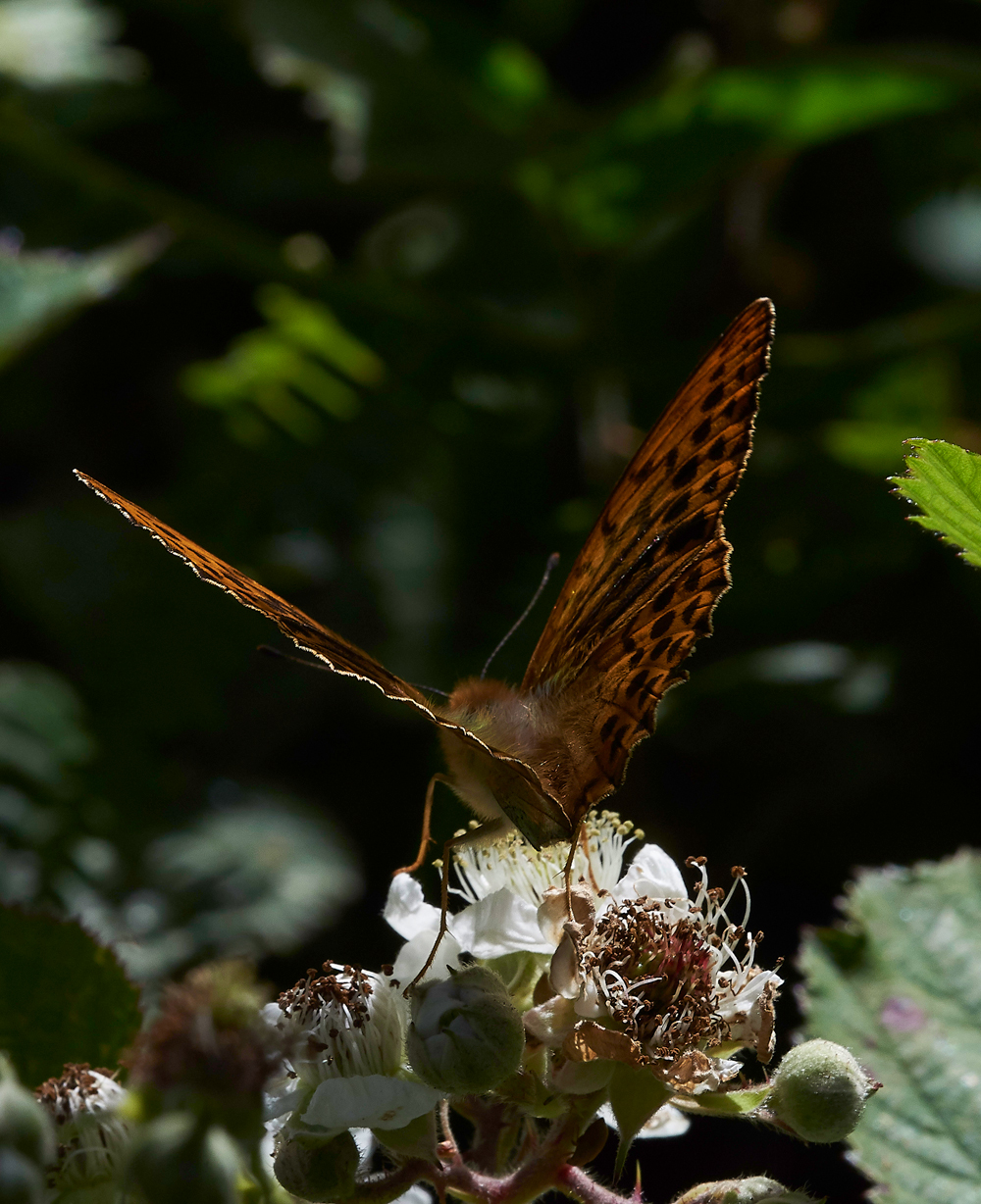 StonePitHeathSilverWashedFritillary040718-3